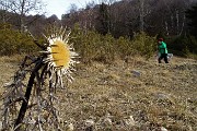 20 Carlina acaulis (Carlina Bianca) ...quello che rimane